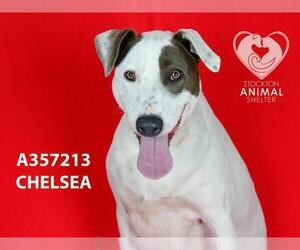 American Pit Bull Terrier-Unknown Mix Dogs for adoption in Stockton, CA, USA