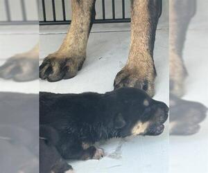 German Shepherd Dog-Unknown Mix Dogs for adoption in Houston, TX, USA