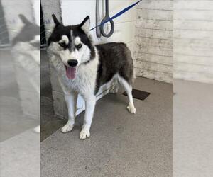 Siberian Husky Dogs for adoption in San Bernardino, CA, USA