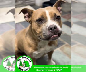 Mutt Dogs for adoption in Stroudsburg, PA, USA