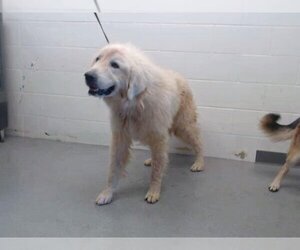 Great Pyrenees Dogs for adoption in San Bernardino, CA, USA