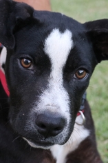 Labrador Retriever-Unknown Mix Dogs for adoption in Coweta, OK, USA