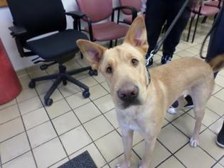 Small Golden Retriever Mix