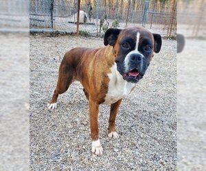 Boxer Dogs for adoption in Lake City, MI, USA