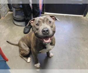 Mutt Dogs for adoption in Tulsa, OK, USA