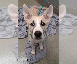 German Shepherd Dog-Unknown Mix Dogs for adoption in Las Vegas, NV, USA