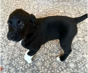 Great Pyrenees-Unknown Mix Dogs for adoption in Mechanicsburg, PA, USA