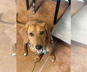 Basset Hound-Unknown Mix Dogs for adoption in Bolivar, MO, USA