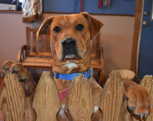 Boxer-Rhodesian Ridgeback Mix Dogs for adoption in Prosser, WA, USA