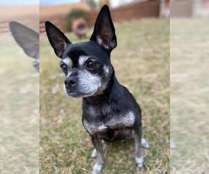 Boston Huahua Dogs for adoption in Boise, ID, USA