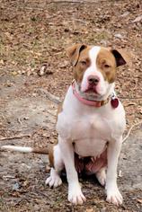 American Staffordshire Terrier Dogs for adoption in Columbia, SC, USA