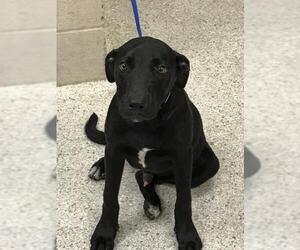 Labrador Retriever-Unknown Mix Dogs for adoption in Conroe, TX, USA