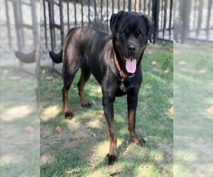 Rottweiler Dogs for adoption in Riverside, CA, USA