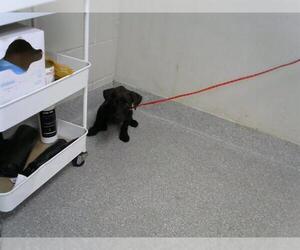 Dachshund-Unknown Mix Dogs for adoption in Pasadena, TX, USA