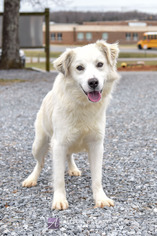 Australian Retriever Dogs for adoption in Rustburg, VA, USA