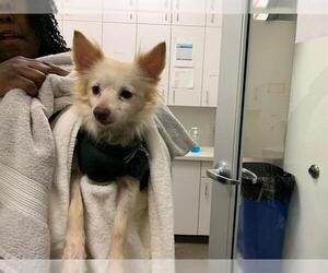 Chihuahua Dogs for adoption in Berkeley , CA, USA