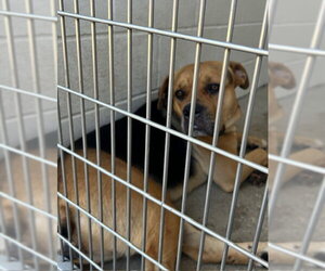 Bullmastiff-Unknown Mix Dogs for adoption in Houston, TX, USA