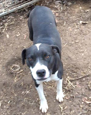 Borador Dogs for adoption in Holly Springs, MS, USA