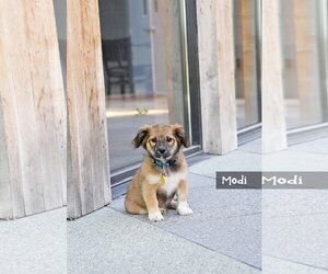 Australian Shepherd-Unknown Mix Dogs for adoption in Sandy, UT, USA