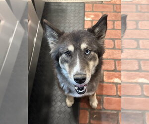 Siberian Husky Dogs for adoption in Cumming, GA, USA