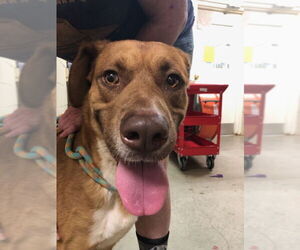 Boxer Dogs for adoption in Amarillo, TX, USA