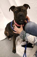 Bull-Boxer Dogs for adoption in Princeton, MN, USA