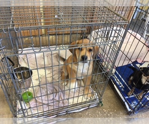 Shepradors Dogs for adoption in CRESCENT CITY, FL, USA