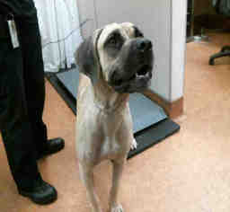 Black Mouth Cur Dogs for adoption in Sacramento, CA, USA