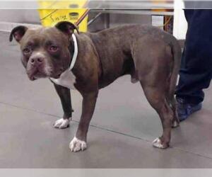 Bullypit Dogs for adoption in Phoenix, AZ, USA