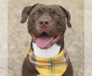 American Staffordshire Terrier-Unknown Mix Dogs for adoption in San Antonio, TX, USA