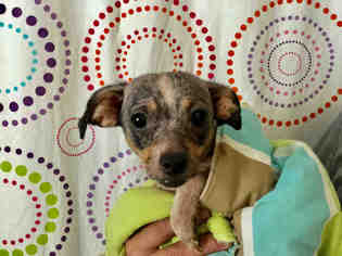 Rat-Cha Dogs for adoption in Sugar Land, TX, USA