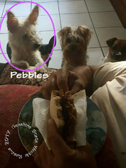 Toxirn Dogs for adoption in Bradenton, FL, USA