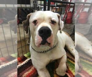 American Bulldog-Unknown Mix Dogs for adoption in Foristell, MO, USA