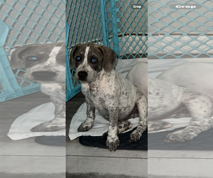 Labrador Retriever-Unknown Mix Dogs for adoption in Royal Palm Beach, FL, USA