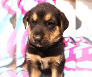 Siberian Husky-Unknown Mix Dogs for adoption in Thief River Falls, MN, USA