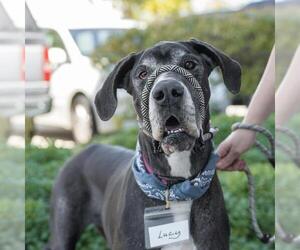 Great Dane Dogs for adoption in San Diego, CA, USA