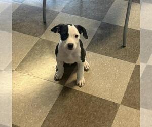 Labrador Retriever-Unknown Mix Dogs for adoption in Toronto, Ontario, Canada