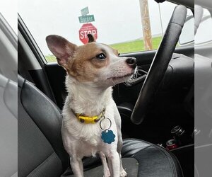 Chihuahua Dogs for adoption in Alexander, AR, USA