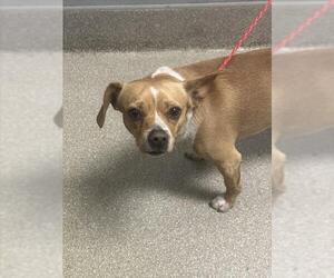 Chihuahua-Unknown Mix Dogs for adoption in Las Vegas, NV, USA