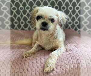 Shih Tzu-Unknown Mix Dogs for adoption in Pacolet, SC, USA