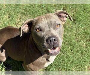 Mutt Dogs for adoption in Tulsa, OK, USA