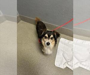 Mutt Dogs for adoption in Las Vegas, NV, USA