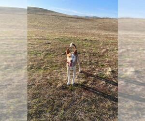 Australian Shepherd-Siberian Husky Mix Dogs for adoption in Los Banos, CA, USA
