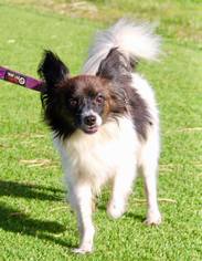 Papillon-Unknown Mix Dogs for adoption in Grass Valley, CA, USA