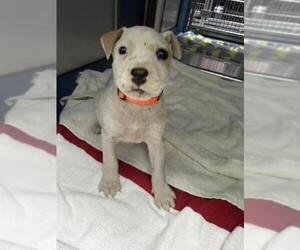 Labrador Retriever-Unknown Mix Dogs for adoption in Conroe, TX, USA