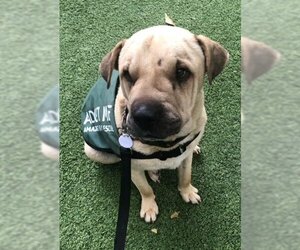 Chinese Shar-Pei-Labrador Retriever Mix Dogs for adoption in San Diego, CA, USA
