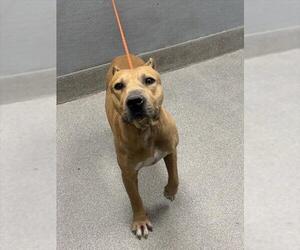 American Pit Bull Terrier-Unknown Mix Dogs for adoption in Las Vegas, NV, USA