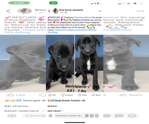 Mutt Dogs for adoption in New Orleans, LA, USA