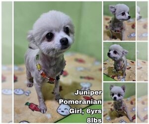 Pomeranian Dogs for adoption in Seattle, WA, USA