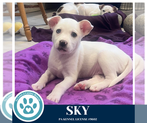 Siberian Husky-Unknown Mix Dogs for adoption in Kimberton, PA, USA